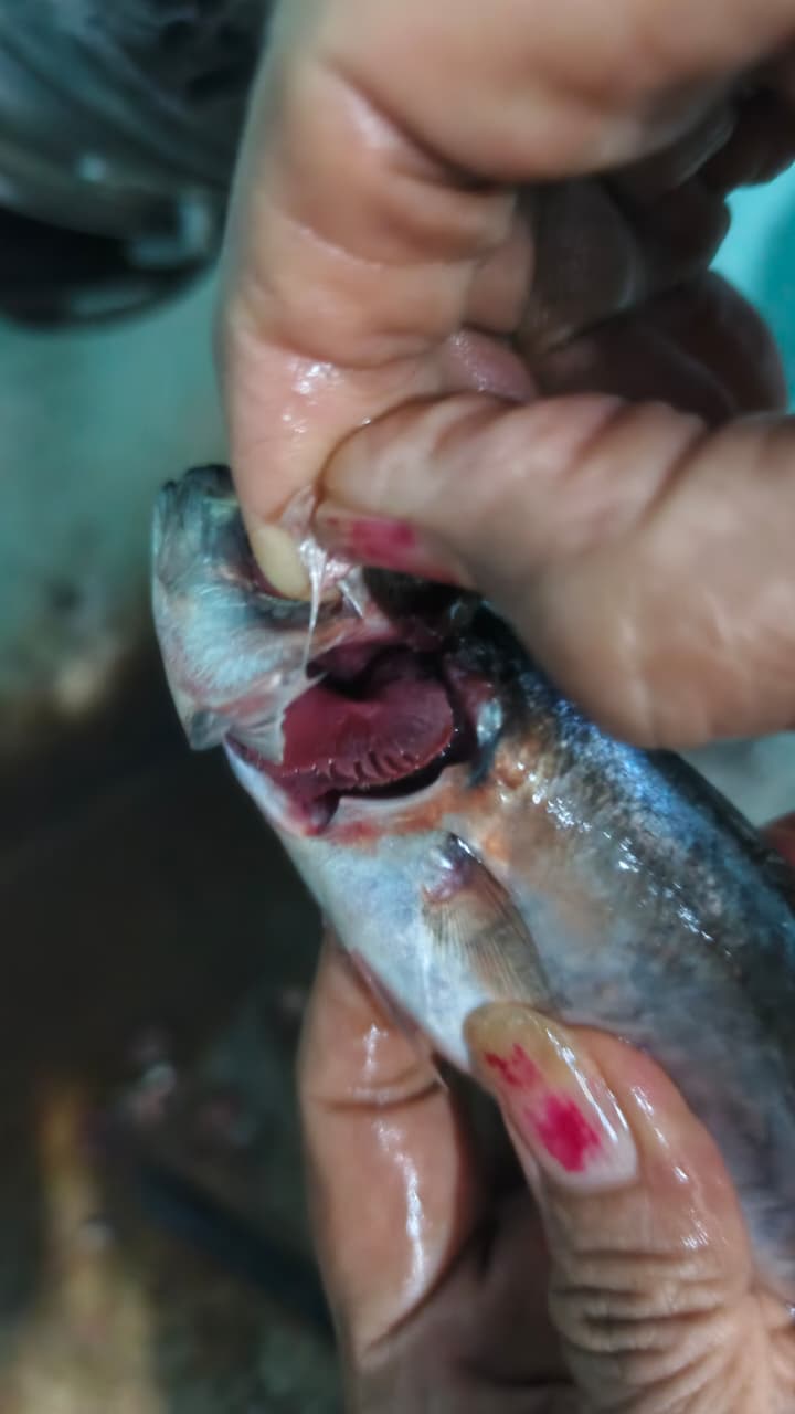 Contoh foto insang yang salah